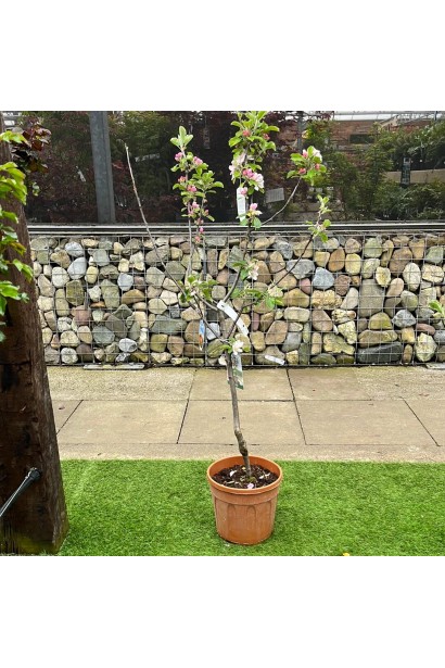 Яблуня Мельба в горщику